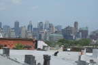 Roof Poopin'