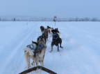 Another Dog Sled Pooper - Sweden