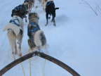 Dog Sled Pooper -- Sweden